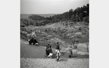 観梅客で大いににぎわう1951（昭和26）年の大倉山梅林""