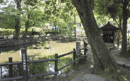 江戸名所図会に描かれた師岡熊野神社の「いの池」（現在）